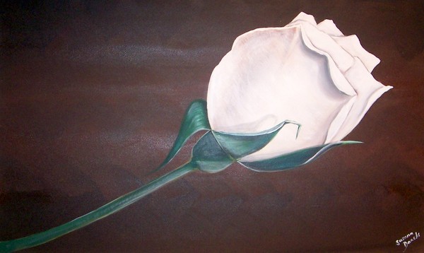 white rose on chocolate