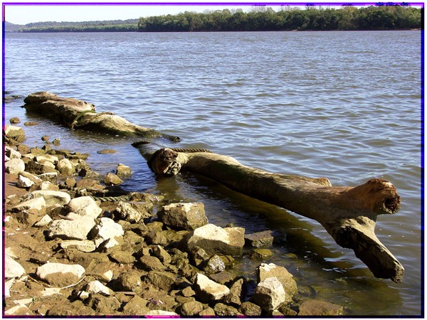 Ohio River Driftwood