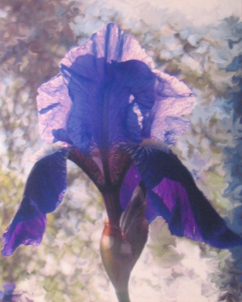 Altered Iris