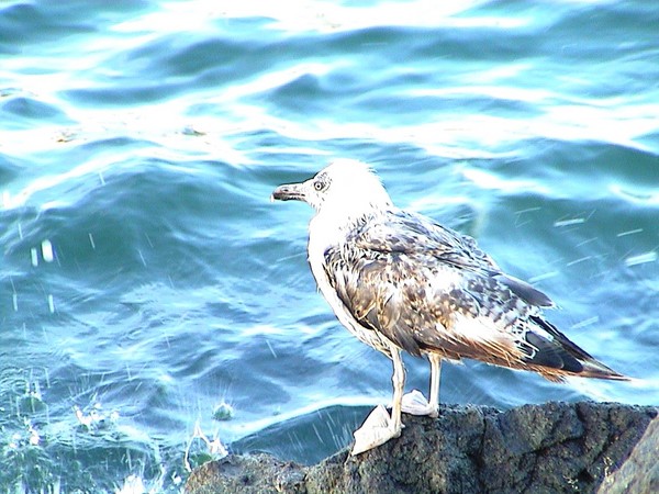 philosopher seagull