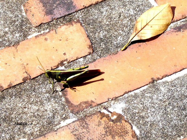 Life as a grasshopper