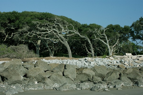 Trees on Atlantic