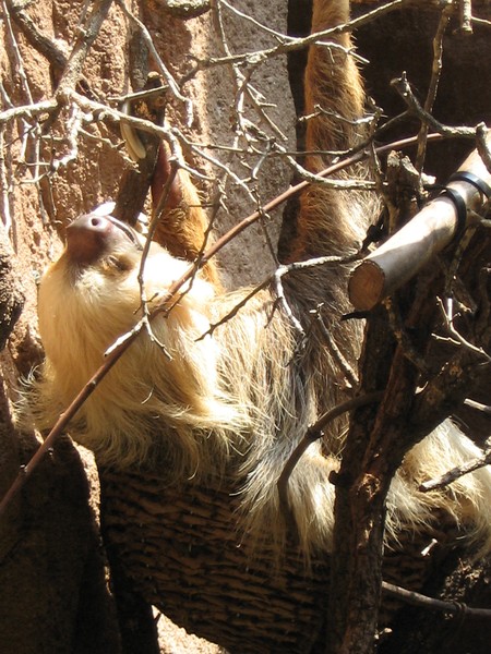 Snoozing Sloth