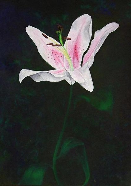 Lit up Lily