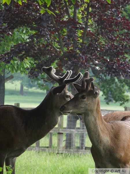 Kissing.Cousins