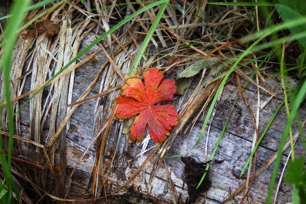 red summer leaf