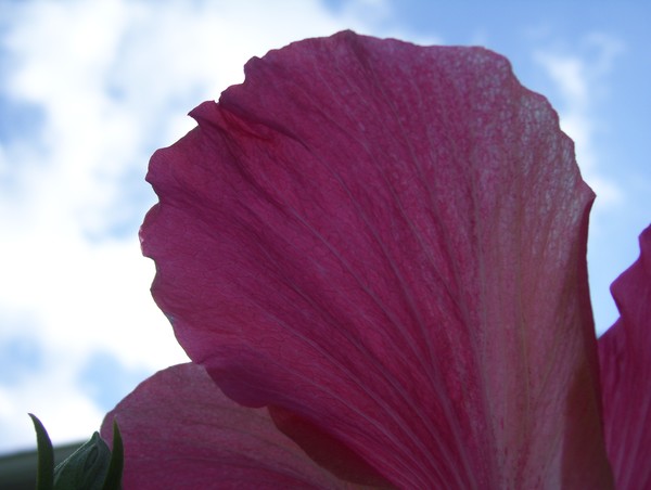 hibiscus 5