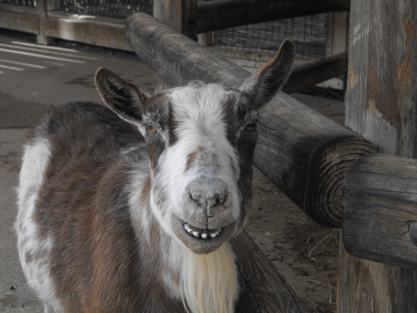 Smile, say goat cheese