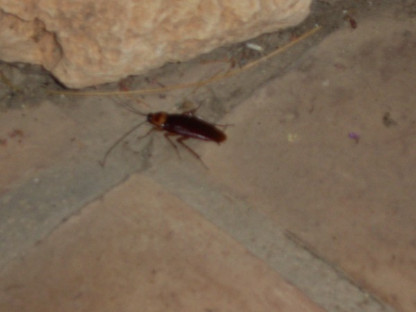 Insect in Spain
