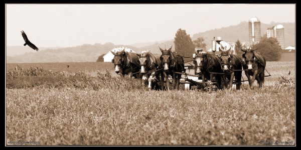 Amish 002 sepia