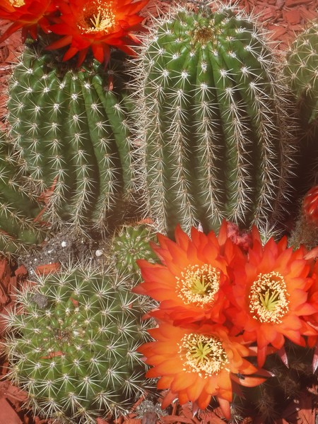 Cactus Flowers