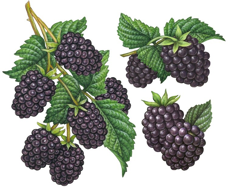 Blackberry Plant Illustrations