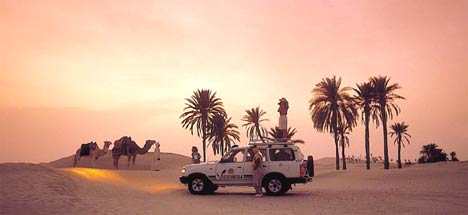 Car & camels in desert
