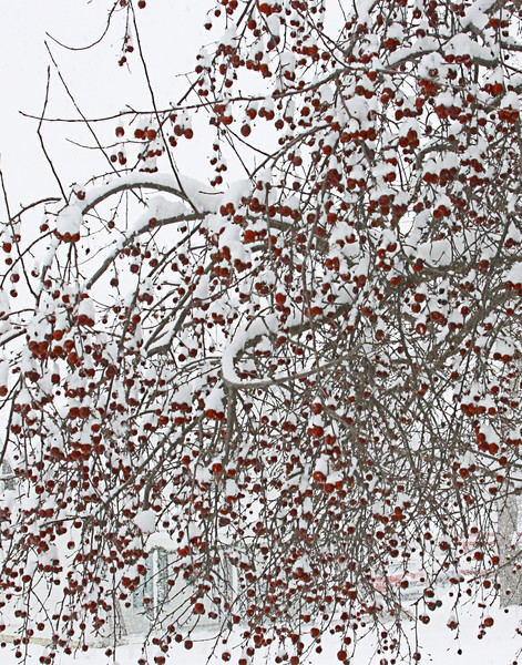 Crab Apples and Winter