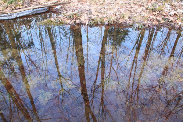 Late March Reflections