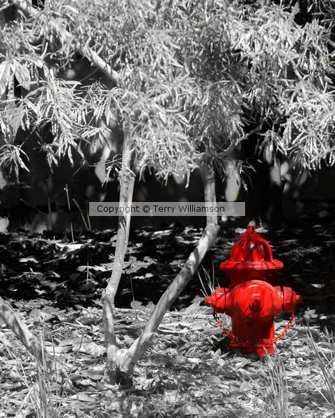 Fire Hydrant