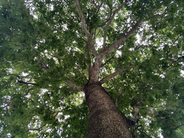 Canopy of Chinar Tree