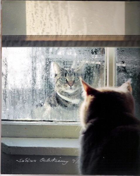 Cats at the Window