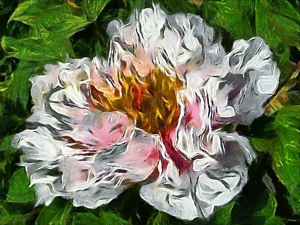 Carnation Monet