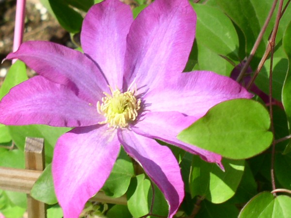 The Clematis totally opened