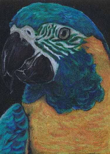Mango - Blue Throat Macaw