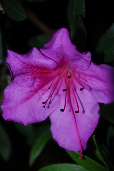 Purple Flower 25