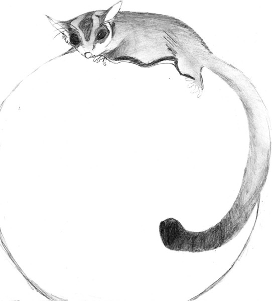 Sugar glider