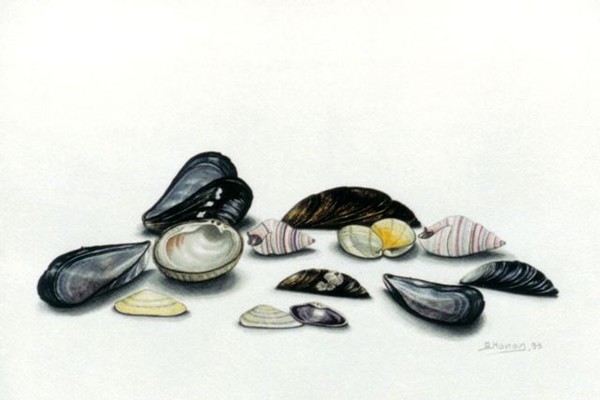 achivades - clams