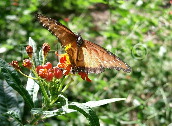 Gathering Nectar