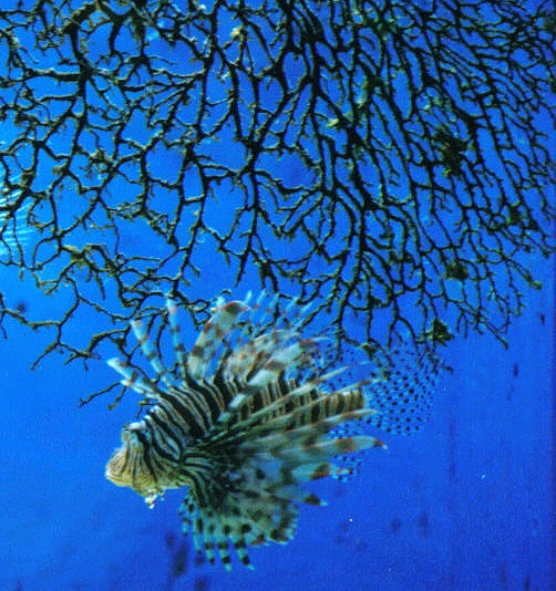 lionfish