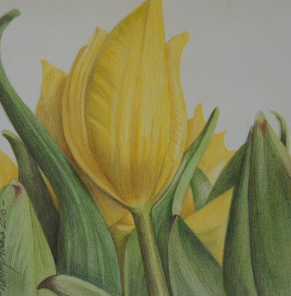 Small Yellow tulips