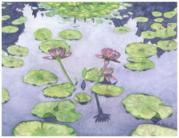 Lilies of Indigo Pond