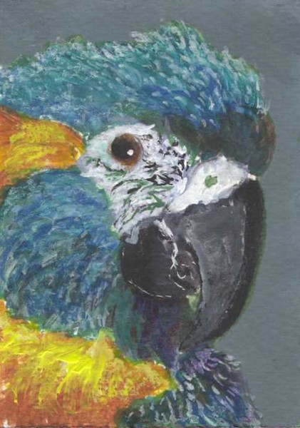 Blue Throat Macaw