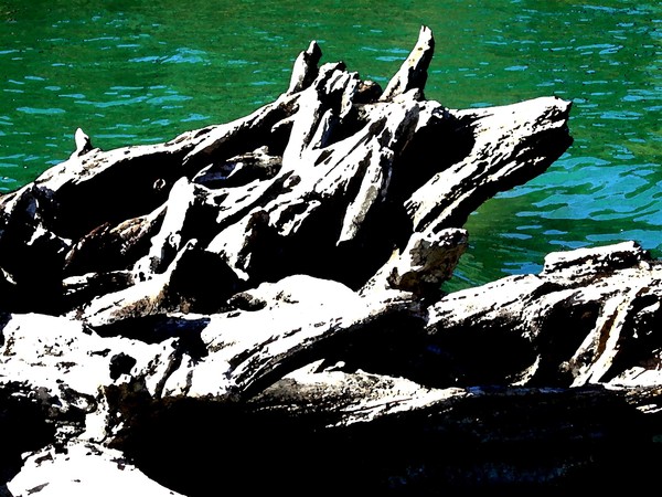 Driftwood on Rattlesnake Lake