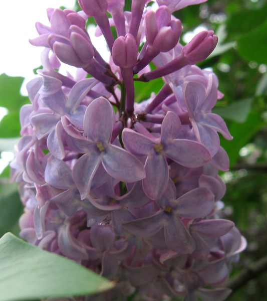 Lilac