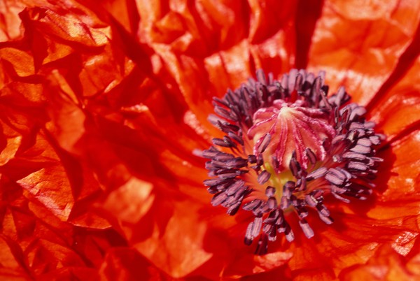 red poppy