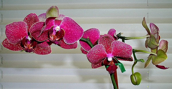 Moth Orchid