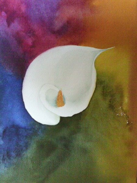 Calla Lily