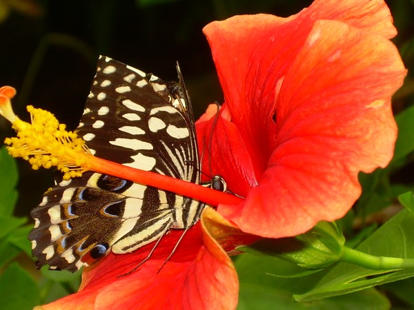 Swallowtail & Hibiscus