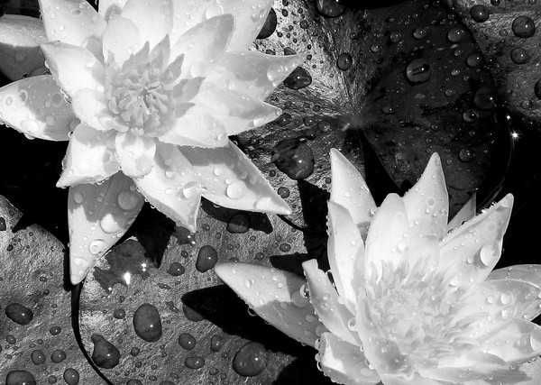 BW Water Lilies