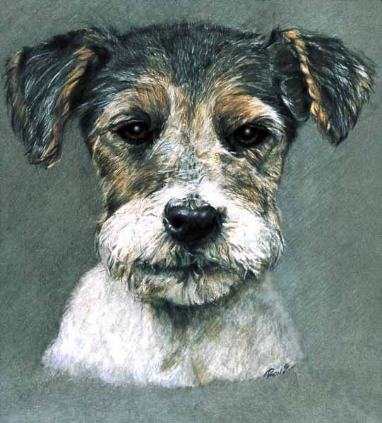 Wire_Terrier_resized