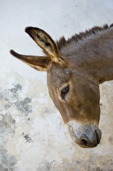 Lamu Donkey