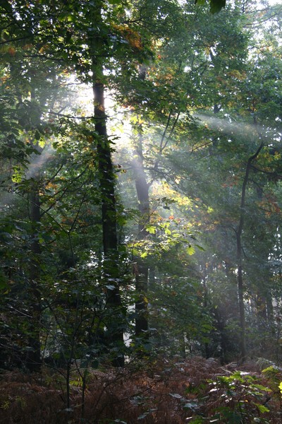 Mysterious Sunlight in The Forest