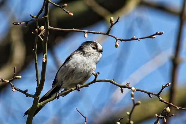 Long Tail Tit