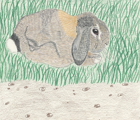 Bunny drawing