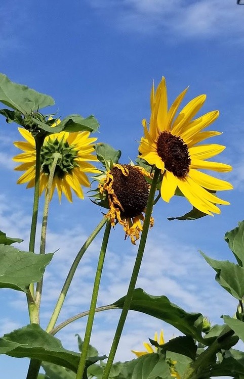 Sunflower Silouette