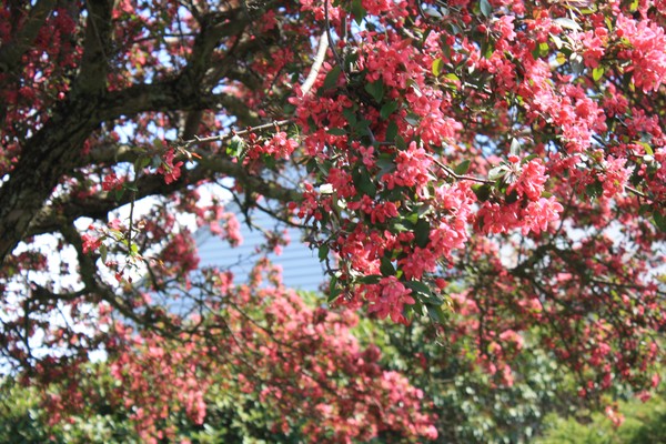 Red Flowers