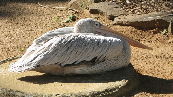 Pelican sitting copy