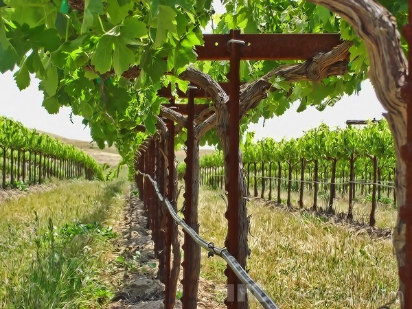 A Stroll in the Vineyard
