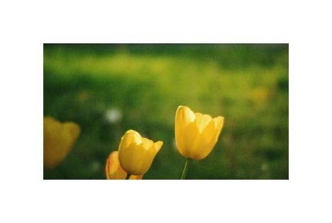 Yellow Tulips